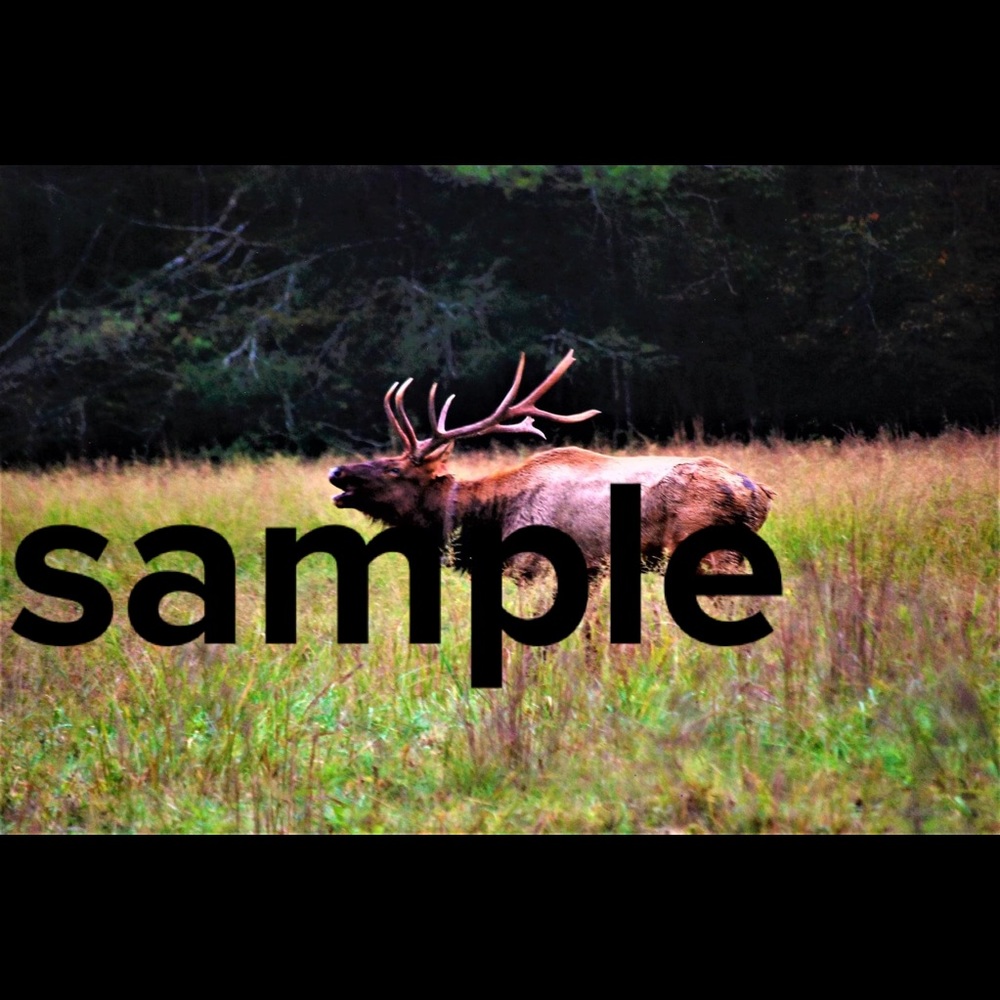 Bull Elk Bugling